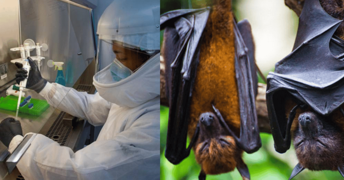 OMS se inclina por hipótesis del coronavirus y los murciélagos