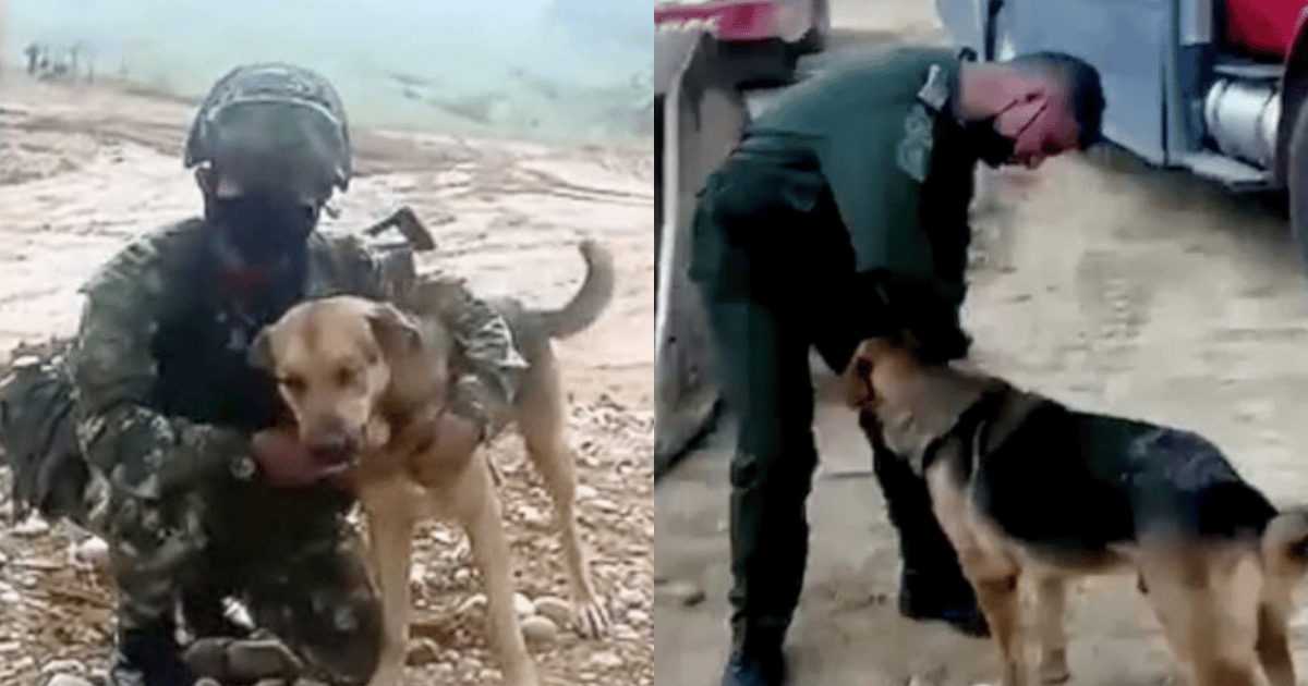 Soldados le salvaron la vida a un perro