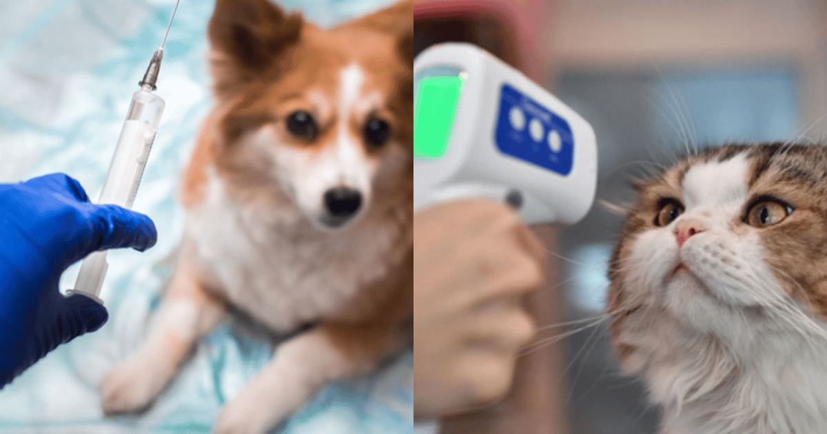Vacuna anticovid para perros fue creada en Rusia